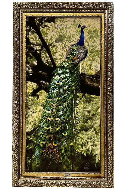 peacock